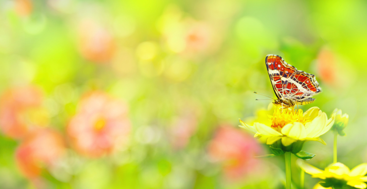 Banner – Garden with beautiful flowers and butterfly